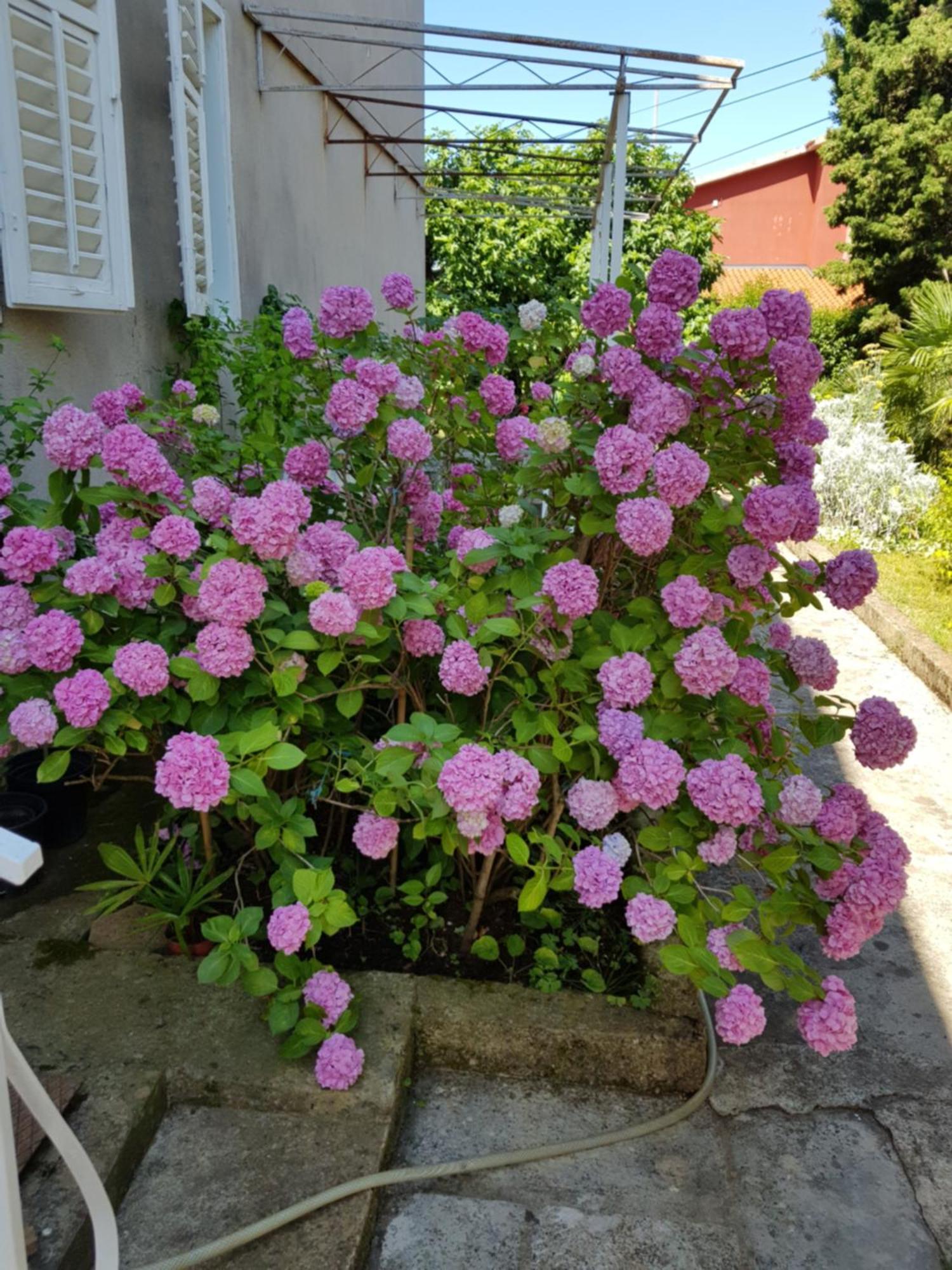 Apartment Renata Mare